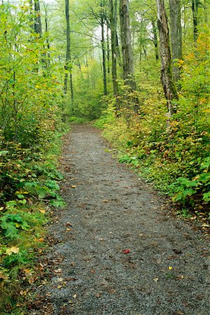 Path through Forest Gatineau Park, Quebec, Canada Fotografie stock - Rights-Managed, Codice: 700-00195827