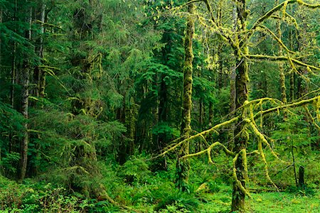 simsearch:700-00318646,k - Tempérées Rainforest Vancouver Island en Colombie-Britannique, Canada Photographie de stock - Rights-Managed, Code: 700-00195847