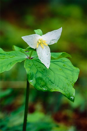 Close-Up of Trillium Fotografie stock - Rights-Managed, Codice: 700-00195843