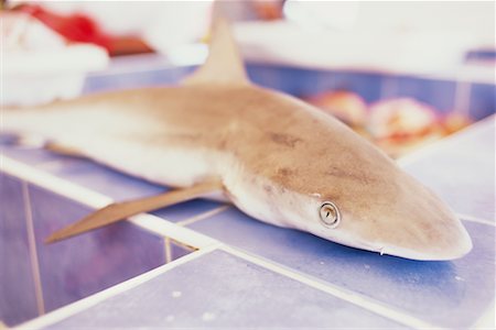 Shark at Fish Market Marigot, Saint Martin Stock Photo - Rights-Managed, Code: 700-00197126