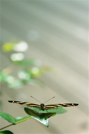 Papillon sur la feuille Photographie de stock - Rights-Managed, Code: 700-00197683