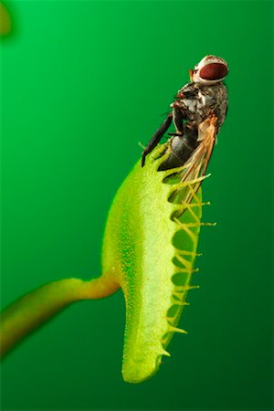 fly (insect) - Venus Flytrap and Fly Stock Photo - Rights-Managed, Code: 700-00197936