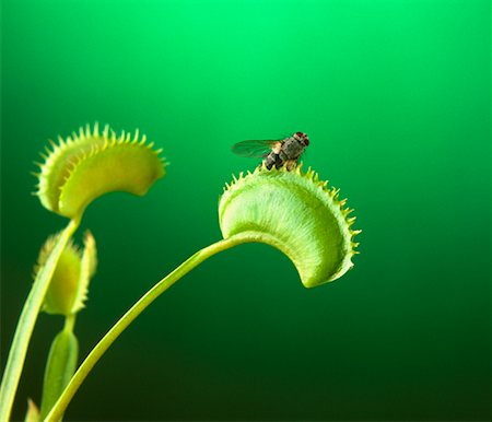 fly (insect) - Venus Flytrap and Fly Stock Photo - Rights-Managed, Code: 700-00197933