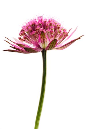 simsearch:700-00198058,k - Astrantia Stock Photo - Rights-Managed, Code: 700-00198054