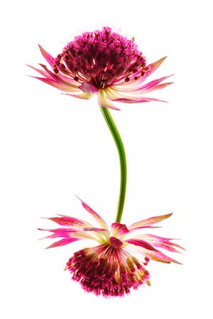 simsearch:700-00198058,k - Astrantia Stock Photo - Rights-Managed, Code: 700-00198056