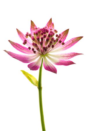 simsearch:700-00198058,k - Astrantia Stock Photo - Rights-Managed, Code: 700-00198057