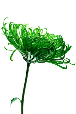 spider mum - Green Chrysanthemum Stock Photo - Rights-Managed, Code: 700-00198059