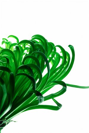 simsearch:700-00198058,k - Green Chrysanthemum Stock Photo - Rights-Managed, Code: 700-00198060