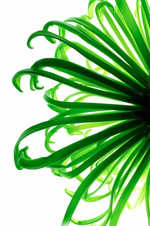 spider mum - Green Chrysanthemum Stock Photo - Rights-Managed, Code: 700-00198062