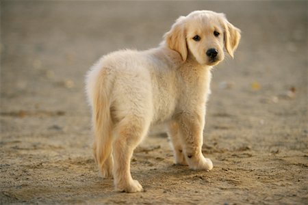 dog looking over shoulder - Puppy Stock Photo - Rights-Managed, Code: 700-00198182