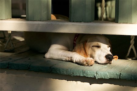 Dog Sleeping Stock Photo - Rights-Managed, Code: 700-00198278