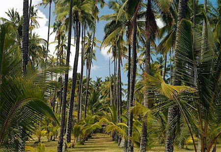 simsearch:700-00024352,k - Coconut Palms Kauai, Hawaii Foto de stock - Con derechos protegidos, Código: 700-00199231