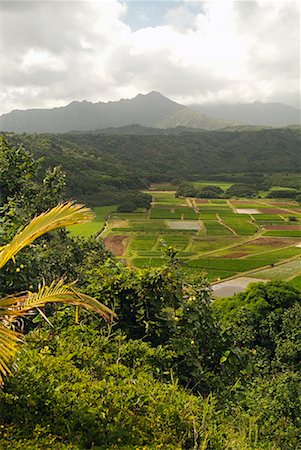 simsearch:700-00187471,k - Farmland Kauai, Hawaii Foto de stock - Direito Controlado, Número: 700-00199233