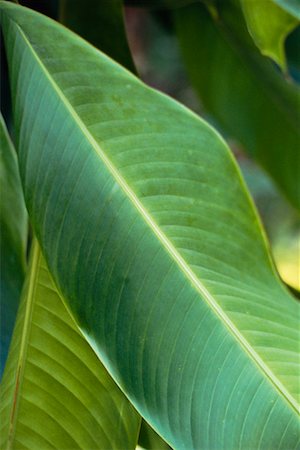 simsearch:700-02798076,k - Close-Up of Leaf Stock Photo - Rights-Managed, Code: 700-00199248