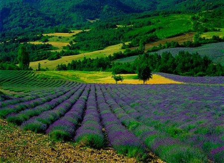 simsearch:700-00547018,k - Lavender Field Mont Ventoux Region Provence, France Stock Photo - Rights-Managed, Code: 700-00199387