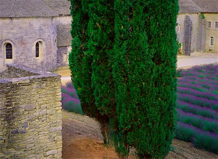 Arbres et lavande à l'Abbaye de Sénanque Provence, France Photographie de stock - Rights-Managed, Code: 700-00199399