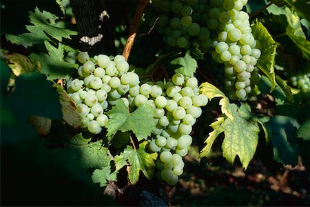 simsearch:700-00546997,k - Close-up of Grapes on Vine Stock Photo - Rights-Managed, Code: 700-00199640