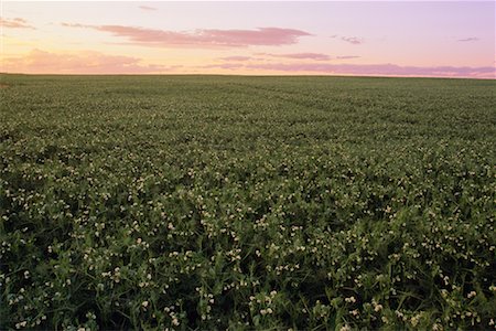 Alfalfa Field Foto de stock - Con derechos protegidos, Código: 700-00199855