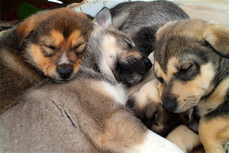 Puppies Sleeping Fotografie stock - Rights-Managed, Codice: 700-00199908