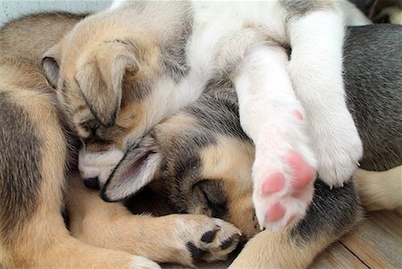 Puppies Sleeping Fotografie stock - Rights-Managed, Codice: 700-00199909