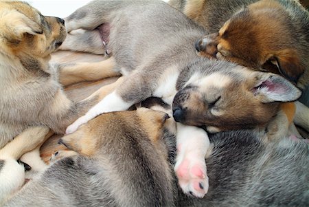 Puppies Sleeping Fotografie stock - Rights-Managed, Codice: 700-00199910