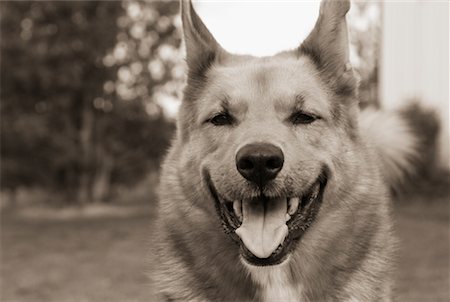 simsearch:700-00076413,k - Portrait d'un chien Photographie de stock - Rights-Managed, Code: 700-00190346