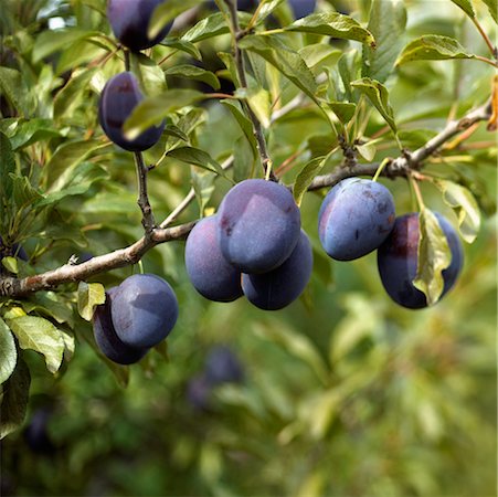 simsearch:6102-08520668,k - Plum Tree Stock Photo - Rights-Managed, Code: 700-00193937