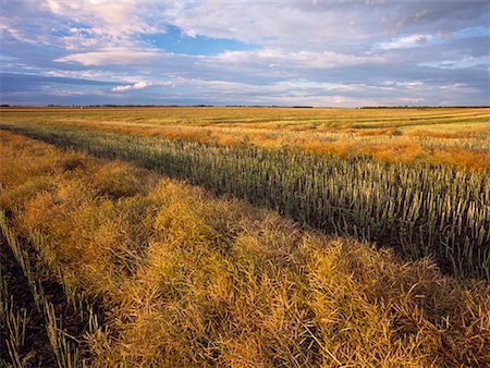 Le champ de Canola andainé au Manitoba, Canada Photographie de stock - Rights-Managed, Code: 700-00267658