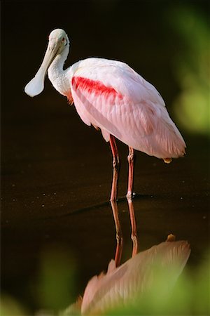 spoonbill - Roseate Spoonbill Everglades Flamingo, Florida USA Stock Photo - Rights-Managed, Code: 700-00268024