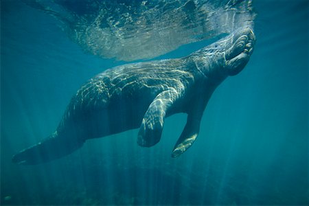 Manatee Foto de stock - Direito Controlado, Número: 700-00268037