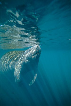 Manatee Foto de stock - Direito Controlado, Número: 700-00268038