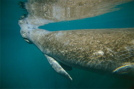 scratch (flesh wound) - Manatee Stock Photo - Rights-Managed, Code: 700-00268039