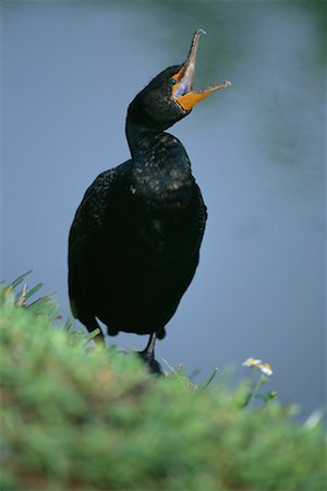 simsearch:700-00098670,k - Black Cormorant Stock Photo - Rights-Managed, Code: 700-00268030