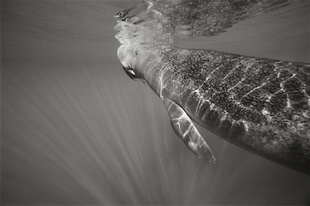 Gros plan d'un lamantin Crystal River, Floride, États-Unis Photographie de stock - Rights-Managed, Code: 700-00268040