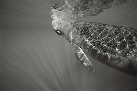 Close-Up of a Manatee Crystal River, Florida, USA Foto de stock - Con derechos protegidos, Código: 700-00268040