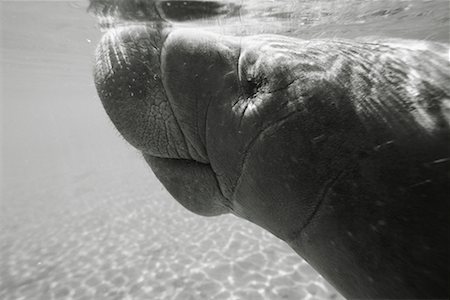 Gros plan d'un lamantin Crystal River, Floride, États-Unis Photographie de stock - Rights-Managed, Code: 700-00268041