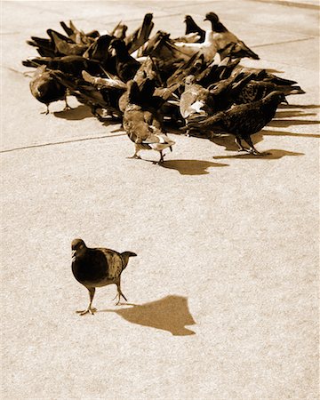 Pigeon Leaving Flock Stock Photo - Rights-Managed, Code: 700-00268323