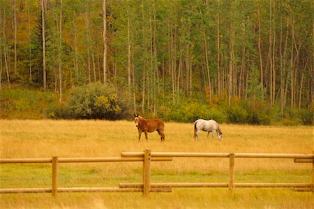 Horses in Field Stock Photo - Rights-Managed, Code: 700-00268416