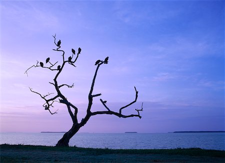 Silhouette of Vultures Sitting In a Dead Tree Stock Photo - Rights-Managed, Code: 700-00268917