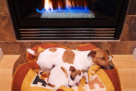 Jack Russel Terrier on dog bed by fireplace with hat - SuperStock