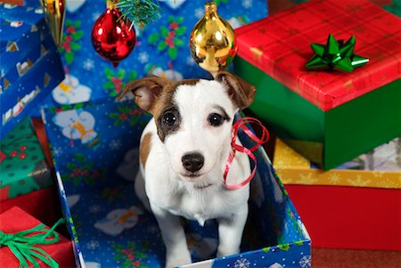 funny jack russell christmas pictures - Jack Russell Puppy in a Box Stock Photo - Rights-Managed, Code: 700-00269399