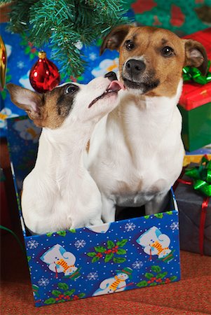simsearch:700-00160470,k - Jack Russell Terriers in a Box Stock Photo - Rights-Managed, Code: 700-00269400