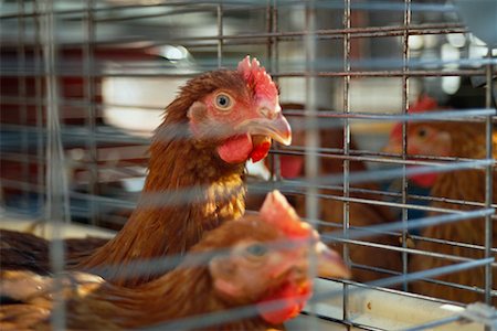 enjaulado - Hens in Cage Foto de stock - Con derechos protegidos, Código: 700-00269635