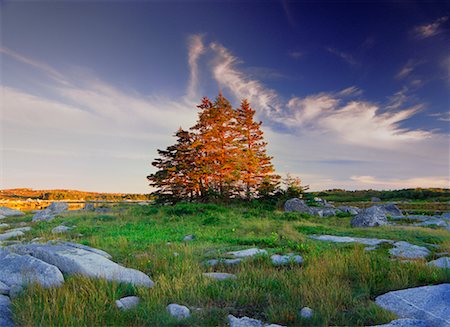 simsearch:700-00037599,k - Group of Evergreen Trees Near Peggy's Cove, Nova Scotia Canada Stock Photo - Rights-Managed, Code: 700-00269805