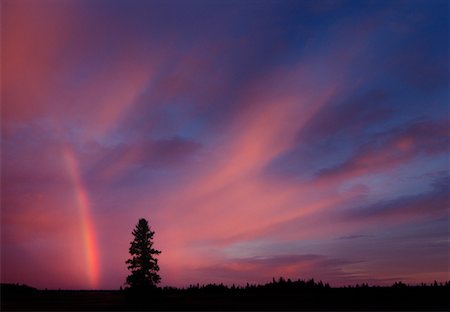 simsearch:700-00013139,k - Silhouette of Tree and Rainbow Spruce Woods Provincial Park Manitoba, Canada Foto de stock - Con derechos protegidos, Código: 700-00269838