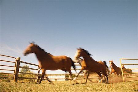 estampida - Running Horses Foto de stock - Con derechos protegidos, Código: 700-00269951