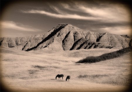 simsearch:700-00182761,k - Horses Grazing in Badlands Alberta, Canada Foto de stock - Con derechos protegidos, Código: 700-00269977