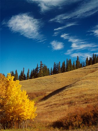 simsearch:700-00513847,k - Rural Landscape in Autumn Cypress Hills Interprovincial Park Alberta, Canada Foto de stock - Con derechos protegidos, Código: 700-00269972