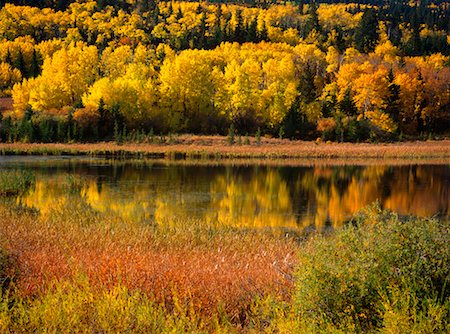 simsearch:600-00052239,k - Forest by River in Autumn Cypress Hills Interprovincial Park Alberta, Canada Stock Photo - Rights-Managed, Code: 700-00269981