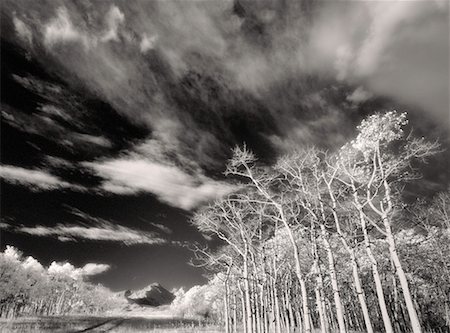 path wide angle - Autumn Landscape Alberta Canada Stock Photo - Rights-Managed, Code: 700-00269992